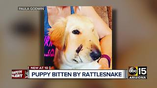Dog saves owner from rattlesnake bite in Anthem