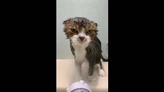 Cat's Eyes Show That He's Not Amused By Bath Time