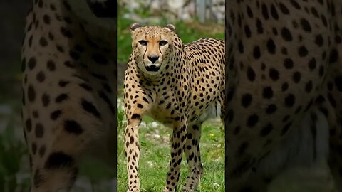 5 Fastest Animals #Shorts