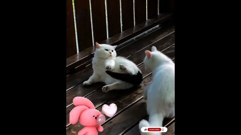 Cute Cat Playing Or fighting Funny Video #Shorts