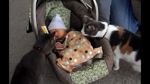 Baby Meeting Cats