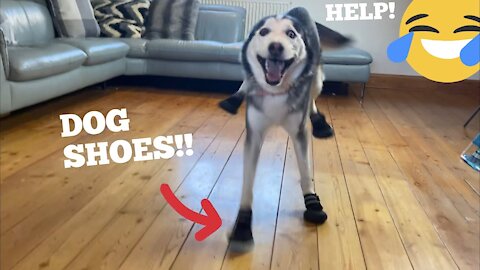 Husky Turns Into Horse With Shoes!! #shorts