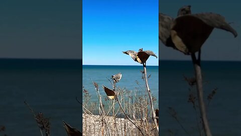 Hamilton Beach Trail ❤️🌸🍀🇨🇦