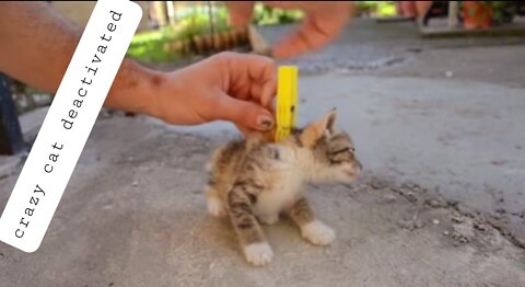 How to deactivate a cat ..crazy kitten