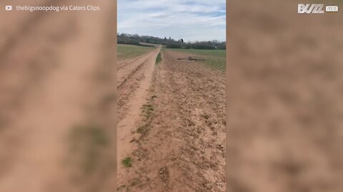 Un chien veut rapporter une branche entière à la maison