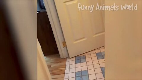 Funniest Dogs And Cats Videos Best Funny Animal Videos 2022