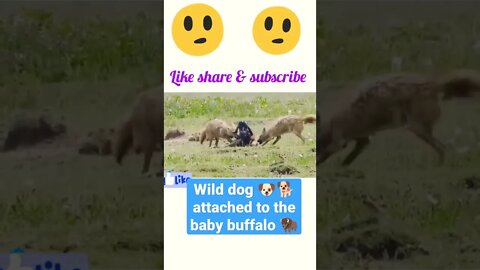 wild dog 🐕 attached to the baby buffalo 🦬#shorts #youtubeshorts