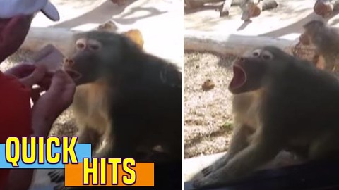 Baboon Is Amazed By Man’s Magic Trick
