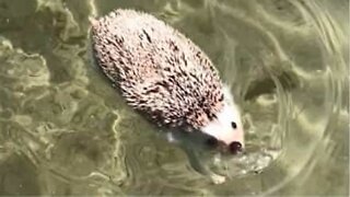 Pinnsvinet tilbringer en dag på stranden