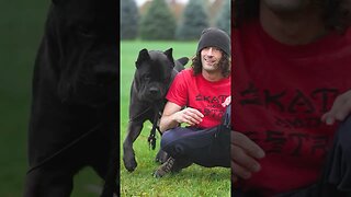 Cane Corso VS. Lion #shorts #dog