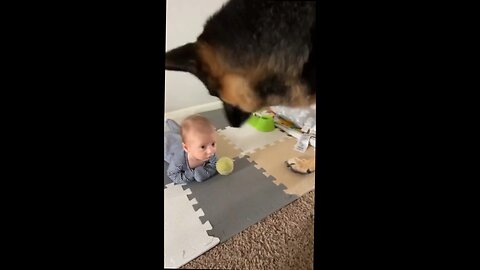 dog tries to play go fetch with baby