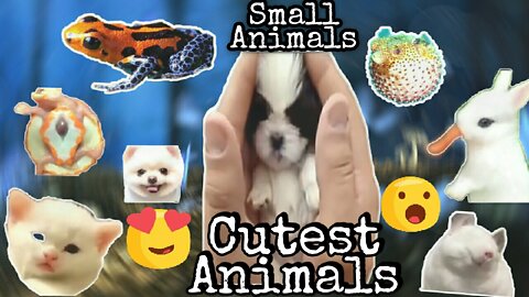 cutest animal/small animal
