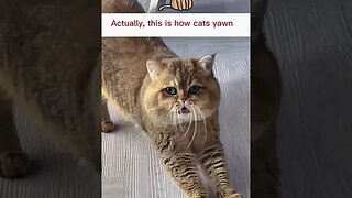 CAT VIDEO