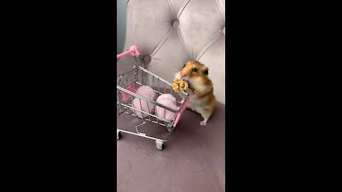 Cute Hamster With Little Shopping Cart