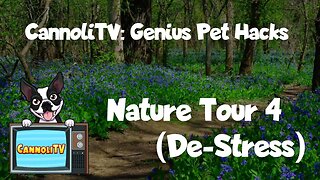 Genius Pet Hack: Dog Stress relief video - Nature Tour 04 #separationanxiety #relaxing #puppy