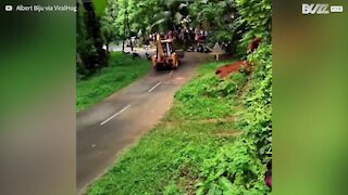 Un éléphant s'empare d'une route et détruit un scooter