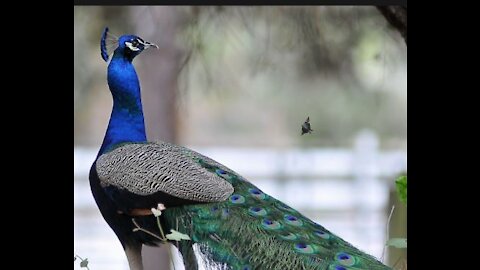 Hornbills A rare sight