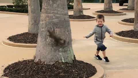 Little boy plays hide and seek with squirrel in Disney World