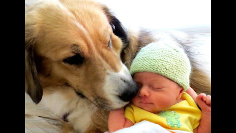 Babies and Dogs Bonding !