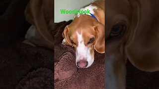 [Shorts 0080] WOODSTOCK [#dogs #doggos #doggies #puppies #dogdaycare]