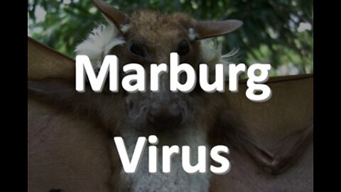 Maburg Virus, The Next Plandemic?