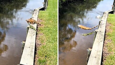 Lizards Take A Perfectly Timed Jump Together