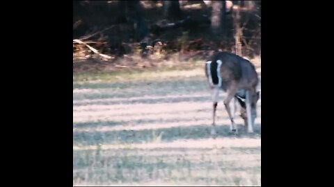 Deer in the Grass