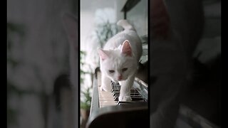 A cat walking on the piano keyboard