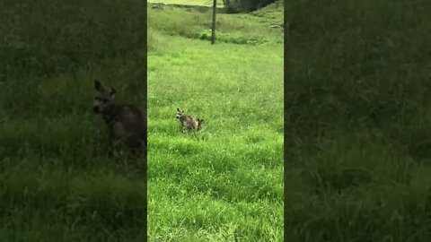 Tiny joey is now leaving mum's pouch