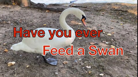 Have you ever feed a Swan?