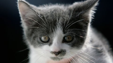 USDA Stops Deadly Toxoplasmosis Experiments On Cats