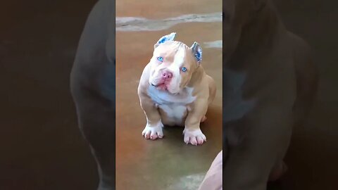 Dogs #lindao #pitbulldog #pitbull .#videos .