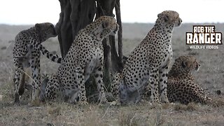 Cheetah Coalition Head Out On Patrol | Maasai Mara Safari | Zebra Plains