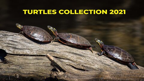 Funny Turtle And Cute Turtle Videos | Sea Turtle Life Cycle | Turtles Video
