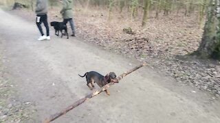 Ambitious dog impressively carries gigantic stick