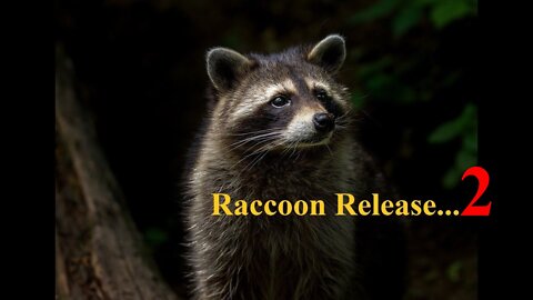 Raccoon Release 2