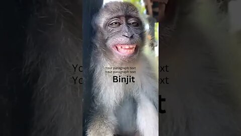 Short Funny Monkey Video