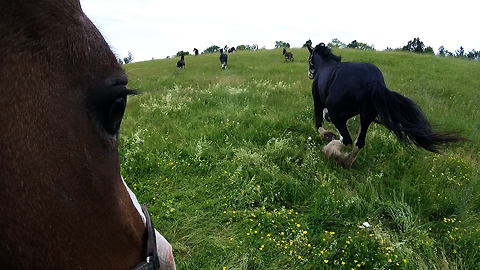 GoPro attached to Clydesdale horses running free in meadow