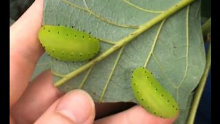 Gennemsigtige insekter spiser blade fra avocadotræ