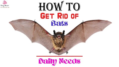 How to Get Rid of Bats | 11 Steps to Get Rid of Bats - Daily Needs Studio