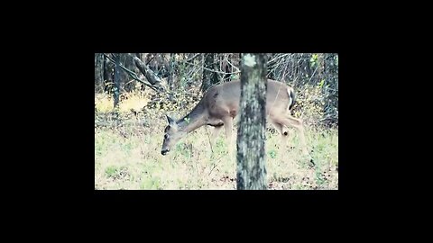 deer in a forest