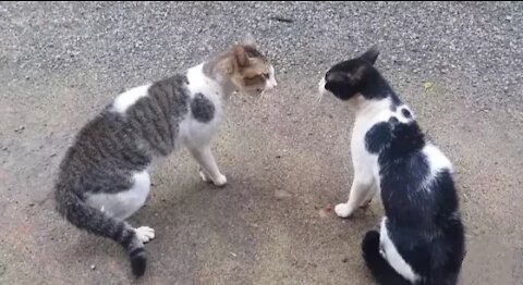 Cats Fighting with sound - Exclusive Video (Play with full sound)