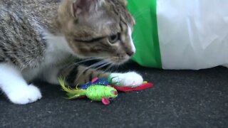 Entertaining Little Cat Grooms His Toys