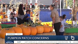 How pumpkin patches are operating under amid reopening restrictions