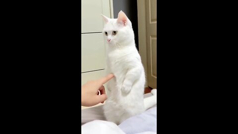 Funny and attractive video of cats and dogs🐶🐱