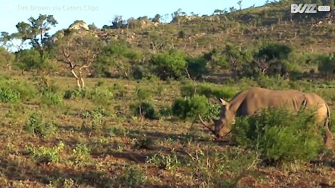 Lion attacks rhino calf