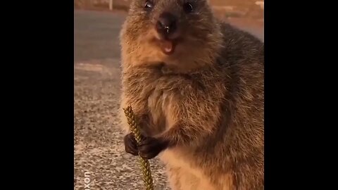 Cute funny Quokka -157