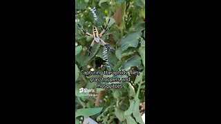 Yellow Garden Spider