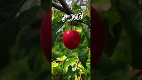 DELICIOUS FRESH FRUIT 🍒🥭 *yummy!* | #3smellykids #farmlife #bordercollie #kidsvideos #fruitfarm