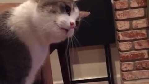 Crazy cat completely obsessed with random inanimate object
